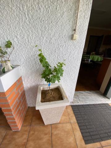 Casa Gorjao Apartment Anadia Exterior photo
